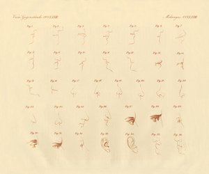 Physiognomischer Ausdruck des Sinnesorgans und der verbundenen Teile
