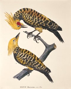 Picus Flavescens, aus 