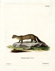 Baummarder