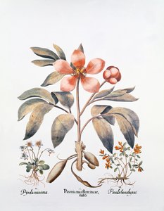 Rosa Pfingstrose von German School