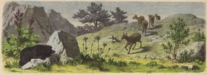 Pflanzen und Tiere der Berge Asiens von German School