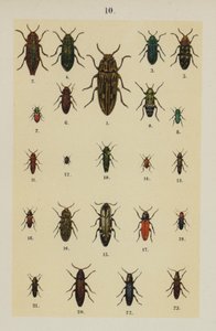 Tafel aus The Young Beetle-Collector