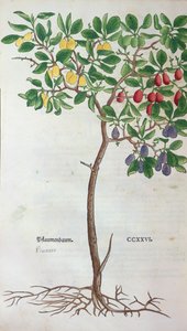 Pflaumenbaum, eine botanische Tafel aus dem Kräuterbuch von Leonhart Fuchs (1501-66), veröffentlicht in Basel, 1543