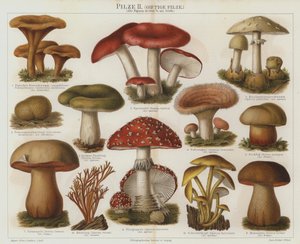 Giftige Pilze von German School