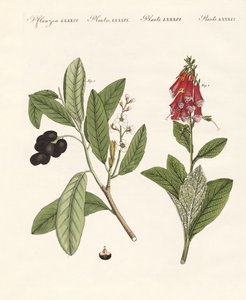 Giftige Pflanzen
