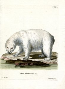 Eisbär