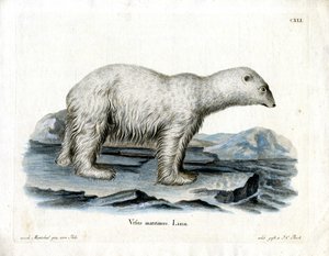 Eisbär