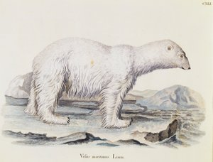 Eisbär (Ursus maritimus), aus Säugetiere aus der Natur illustriert mit Beschreibungen, von Johann Christian Daniel von Schreber, Gravur von IC Bock nach einer Zeichnung von Marechal, Band 3, Tafel 141