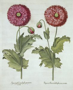 Mohn, aus Hortus Eystettensis, von Basil Besler (1561-1629), veröffentlicht 1613 von German School