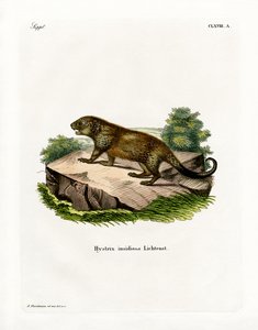 Stachelschwein von German School