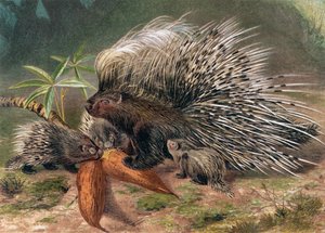Stachelschwein, Tafel aus Brehms Tierleben: Allgemeine Kunde des Tierreichs, Bd. 2, S. 560, veröffentlicht vom Bibliographischen Institut, 1890 von German School