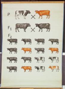 Poster, das Mendels Gesetz bei Rindern zeigt von German School