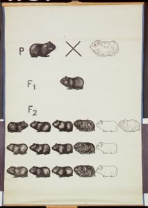 Poster, das Mendels Gesetz bei Meerschweinchen zeigt von German School