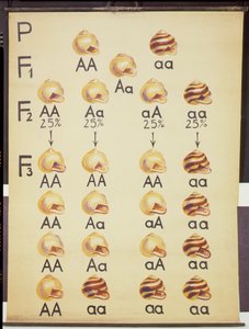 Poster von Cepea Schnecken von German School
