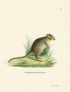 Potoroo (farbige Gravur) von German School
