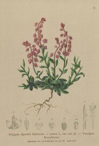 Voralpines Kreuzblümchen von German School