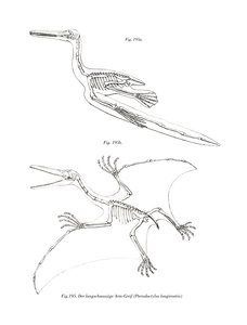 Pterodaktylus von German School