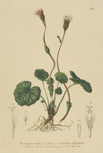 Alpen-Huflattich (Homogyne alpina) von German School