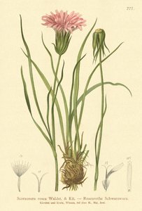 Rosa Schwarzwurzel