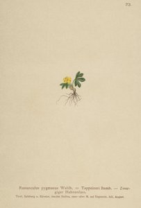 Zwerg-Hahnenfuß (Ranunculus pygmaeus, Ranunculus tappeineri, Ranunculus baerianus, Ranunculus pygmaeus var. Langeanu)