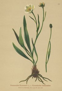Pyrenäen-Hahnenfuß (Ranunculus Pyrenaeus)
