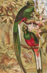 Quetzal, Tafel aus Brehms Tierleben: Allgemeine Kunde des Tierreichs, Bd. 5, S. 6, veröffentlicht vom Bibliographischen Institut, 1892 von German School