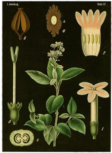 Chinarindenbaum (Cinchona Calisaya) um 1890 von German School
