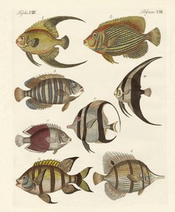 Seltene indische Fische