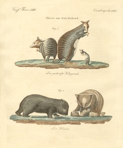 Seltene Tiere in Australien