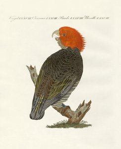 Seltene Vögel