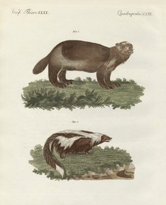 Seltene vierfüßige Tiere