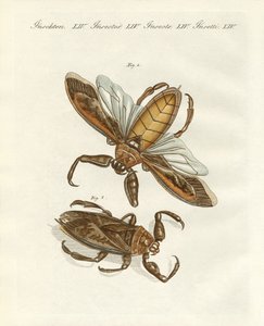 Seltene Insekten