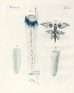 Seltene Arten von Weichtieren