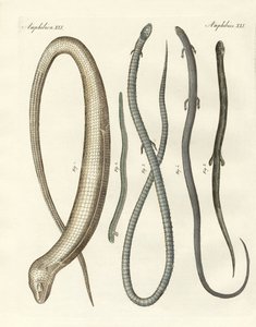 Seltene Reptilien von German School