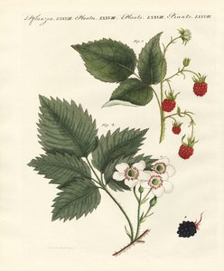 Himbeeren und Brombeeren von German School