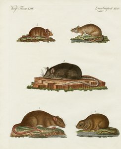 Ratten und Mäuse