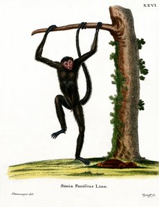 Rotgesichtiger Klammeraffe von German School