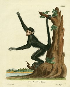 Rotgesicht-Spinnenaffe von German School