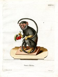 Rot-Handtamarin