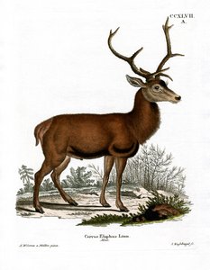 Rothirsch