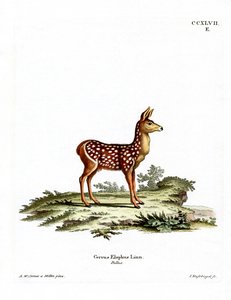 Rotwildkalb von German School