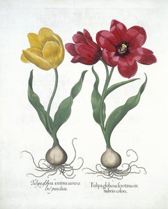 Rote und gelbe Tulpe, aus Hortus Eystettensis von Basil Besler (1561-1629), veröffentlicht 1613 von German School