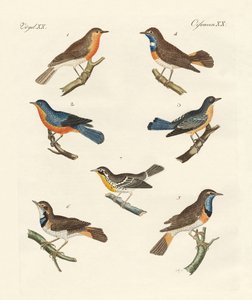Rotkehlchen, Blaukehlchen und Gelbkehlchen