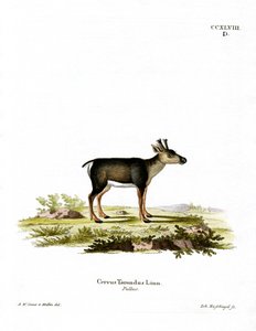 Rentierkalb von German School
