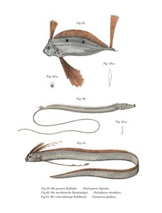 Bandfisch