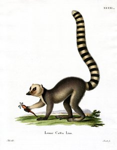 Katta