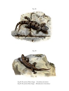 Ringmauer-Gecko von German School