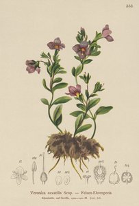 Felsen-Ehrenpreis (Veronica saxatilis) von German School