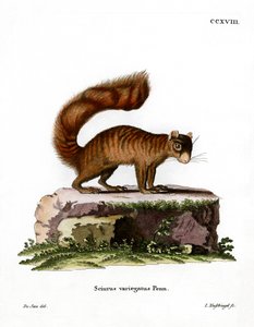Felseichhörnchen