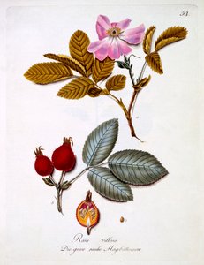 Rosa villosa, Illustration aus einem Buch deutscher Wildblumen von Johann Daniel von Reitter, veröffentlicht ca. 1803-5
